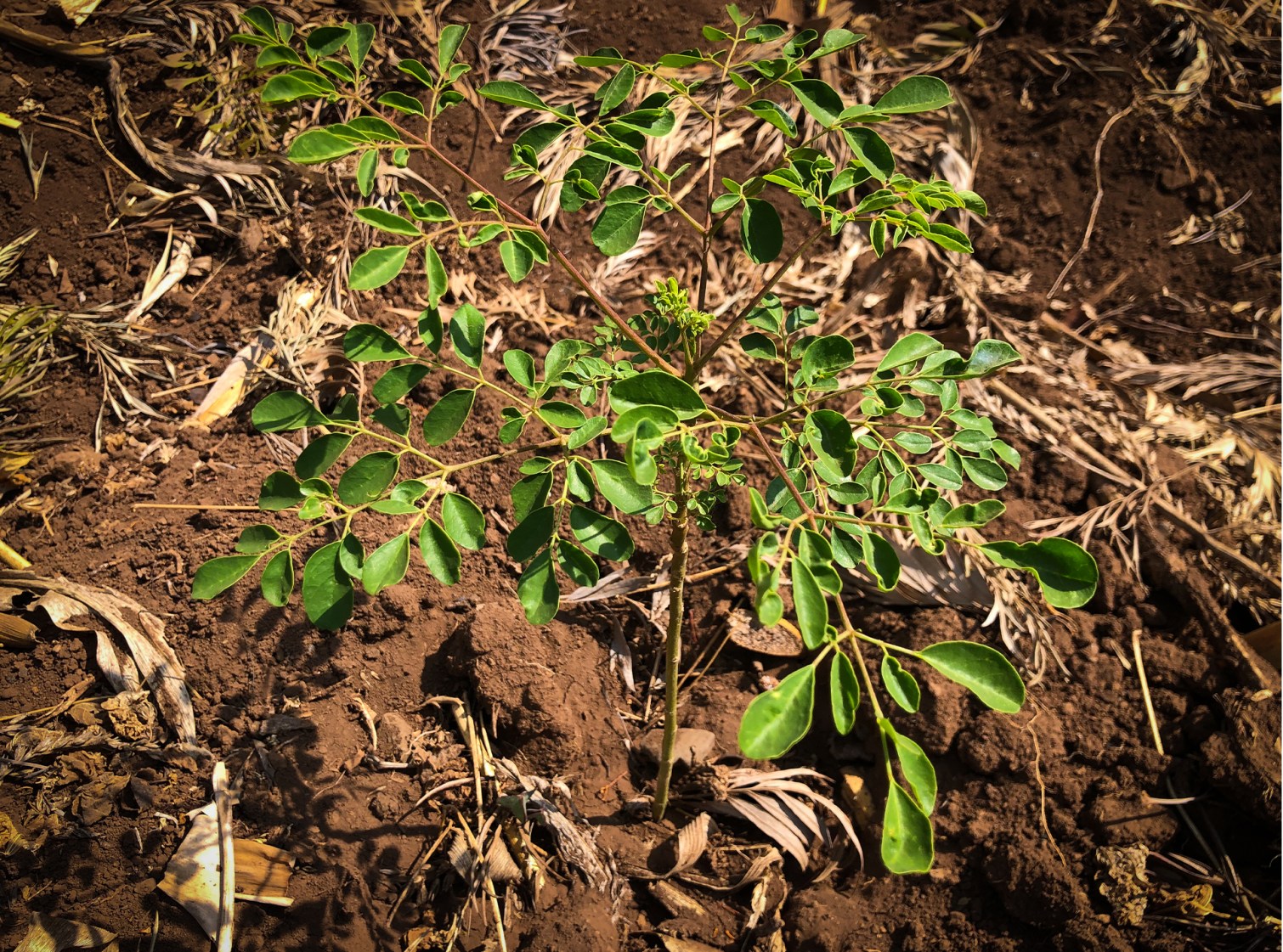 Treedom x LuisaViaRoma - 10