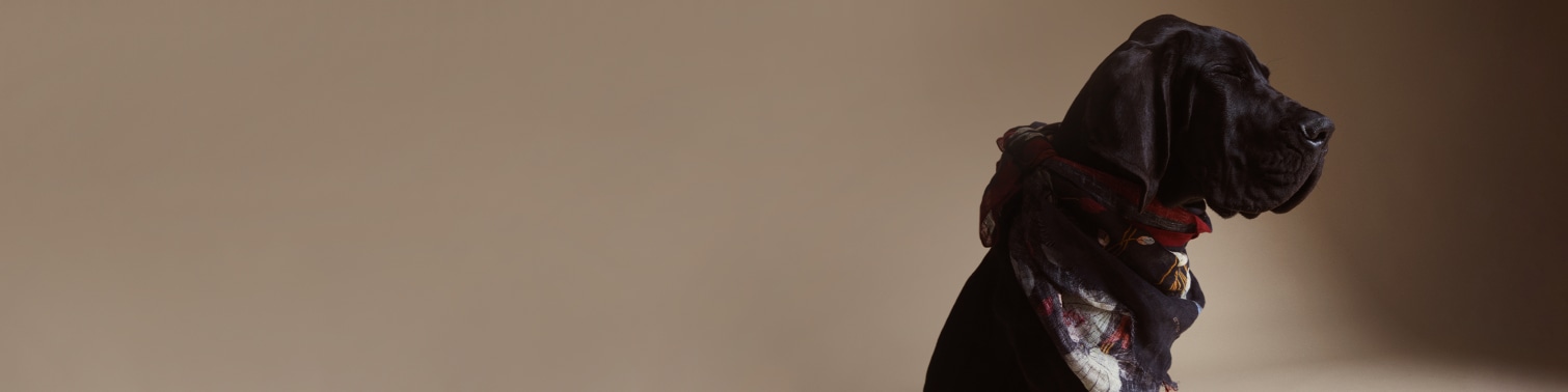 Valentine's Day 2021